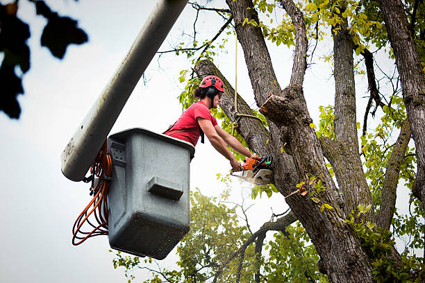 Best Commercial Tree Services  in Fairmont City, IL